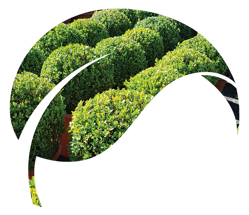 Rachael's Plant Outlet