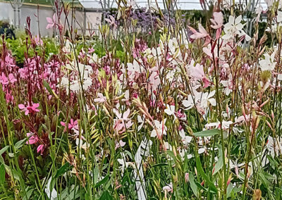Rachaels Plant Outlet