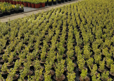 Rachaels Plant Outlet