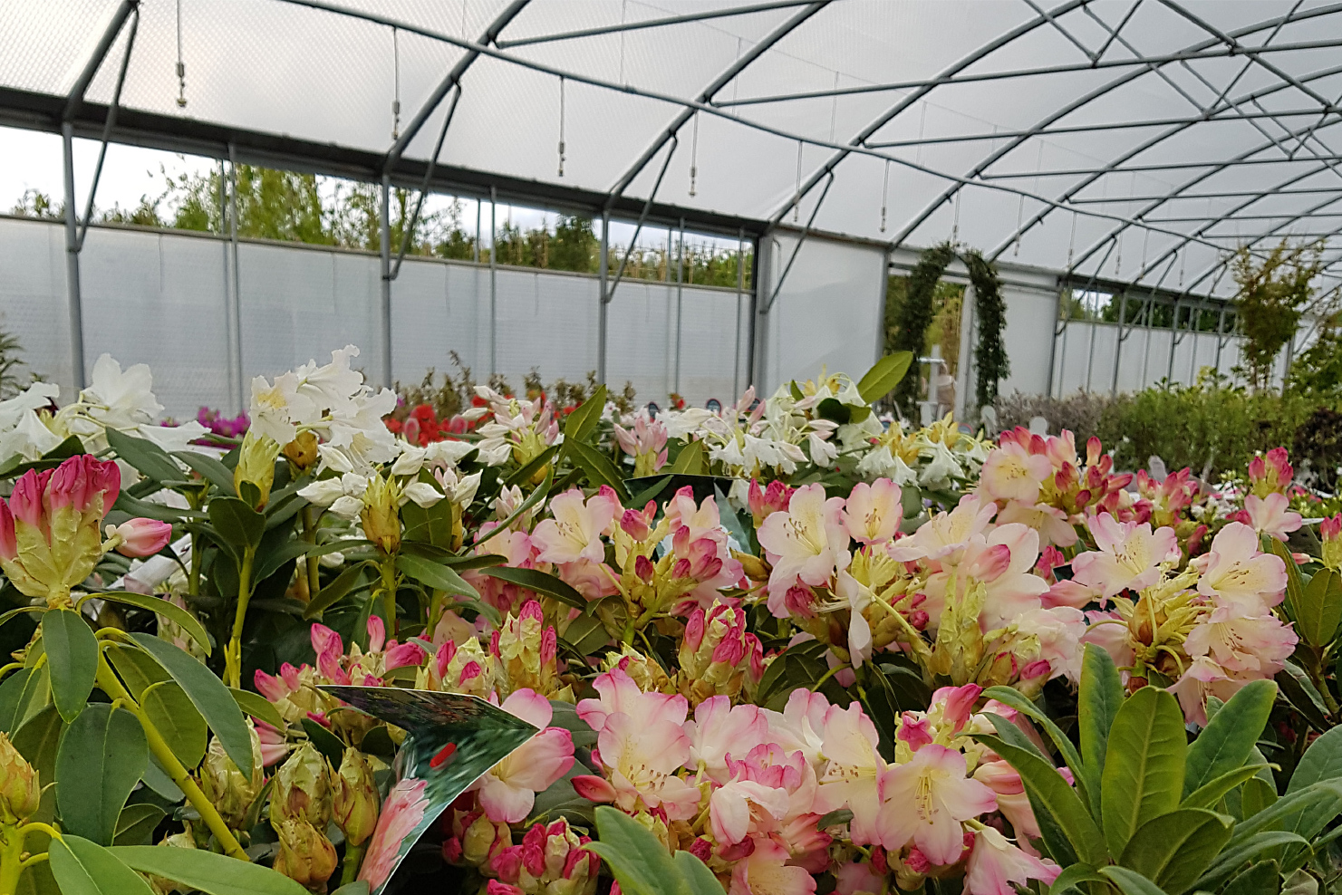 Rachaels Plant Outlet